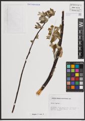 Foto von Salix caprea L.